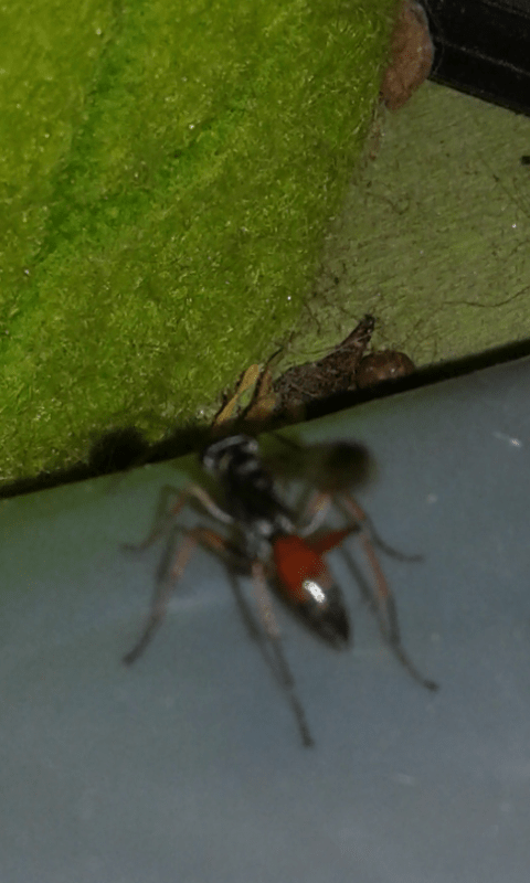 Pompilidae vs Salticidae: Agenioideus cfr. nubecula